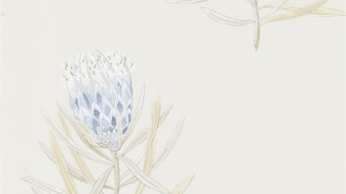Protea Flower 216327